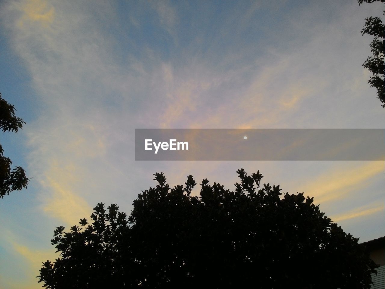 LOW ANGLE VIEW OF TREES AGAINST SKY