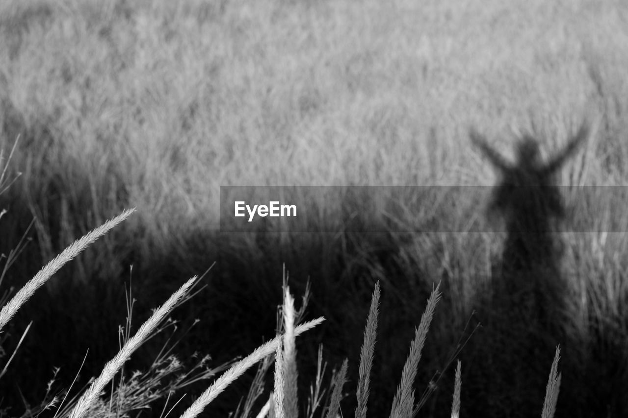 CLOSE-UP OF WHEAT GROWING IN FIELD