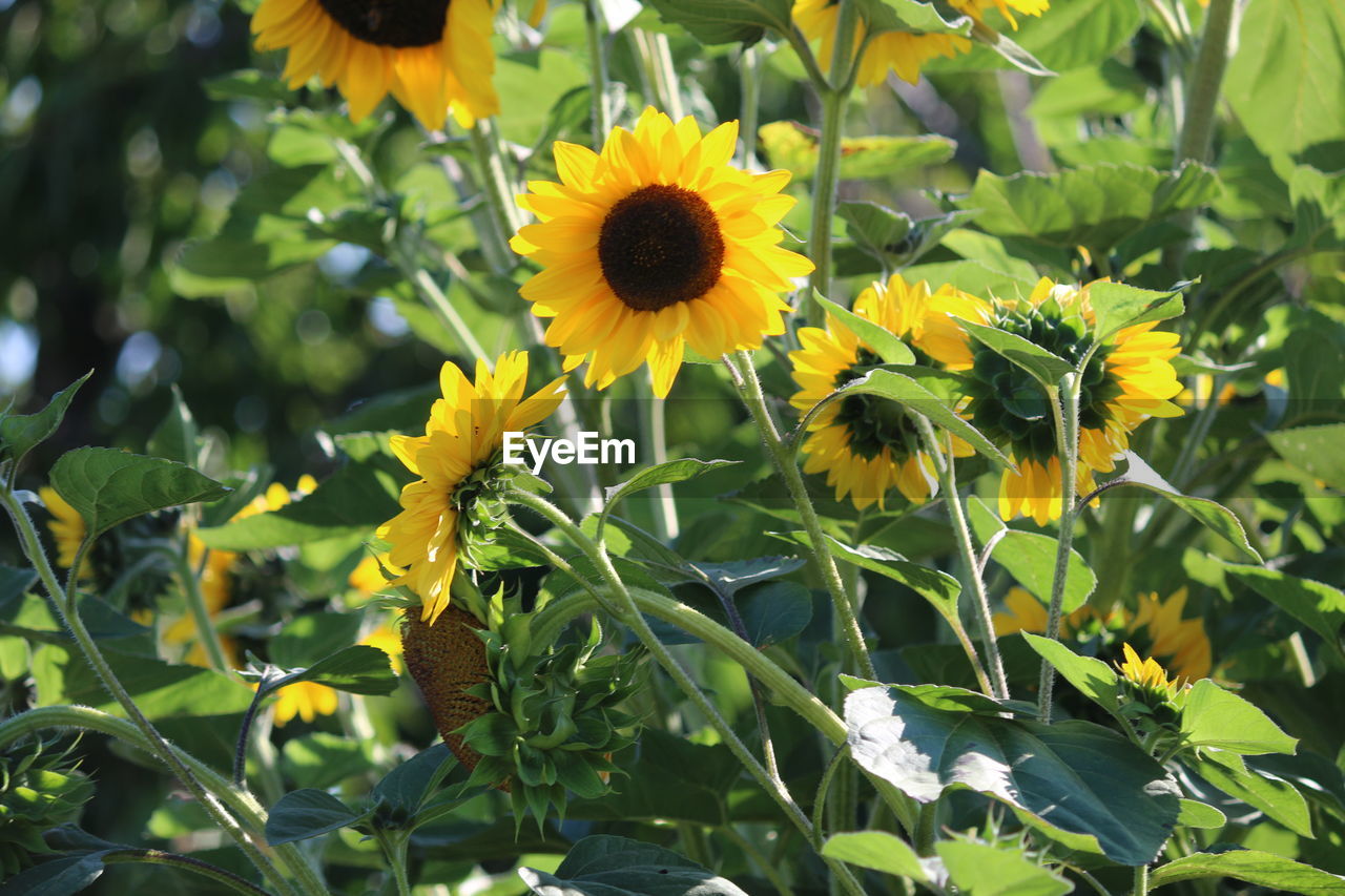 CLOSE-UP OF YELLOW SUNFLOWERS BLOOMING ON FIELD
