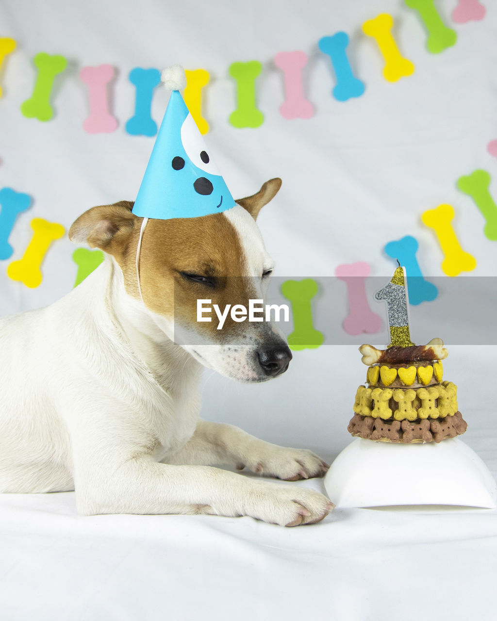 mammal, animal, animal themes, domestic animals, one animal, pet, dog, birthday cake, canine, cute, fun, multi colored, humor, indoors, birthday, anniversary, celebration, no people, toy, young animal, yellow, party, lap dog