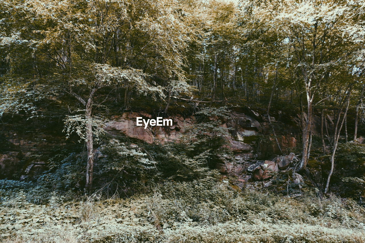 TREES GROWING IN FOREST