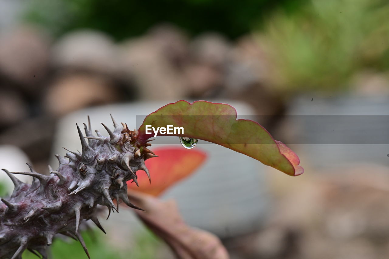 nature, close-up, leaf, flower, macro photography, plant, animal, animal themes, focus on foreground, animal wildlife, branch, insect, no people, wildlife, outdoors, thorns, spines, and prickles, day, one animal, tree, food, environment, beauty in nature, food and drink, plant part, autumn, land, water, forest