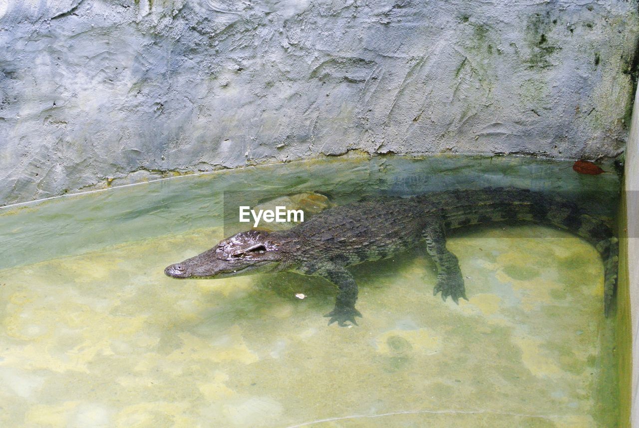 CLOSE-UP OF CROCODILE IN WATER