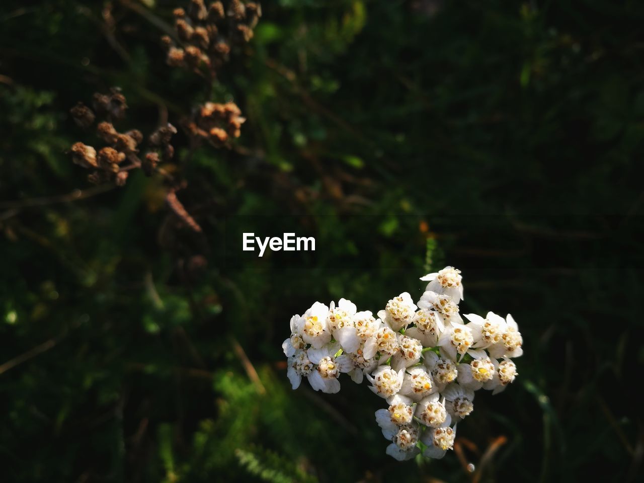 CLOSE-UP OF WHITE FLOWERS