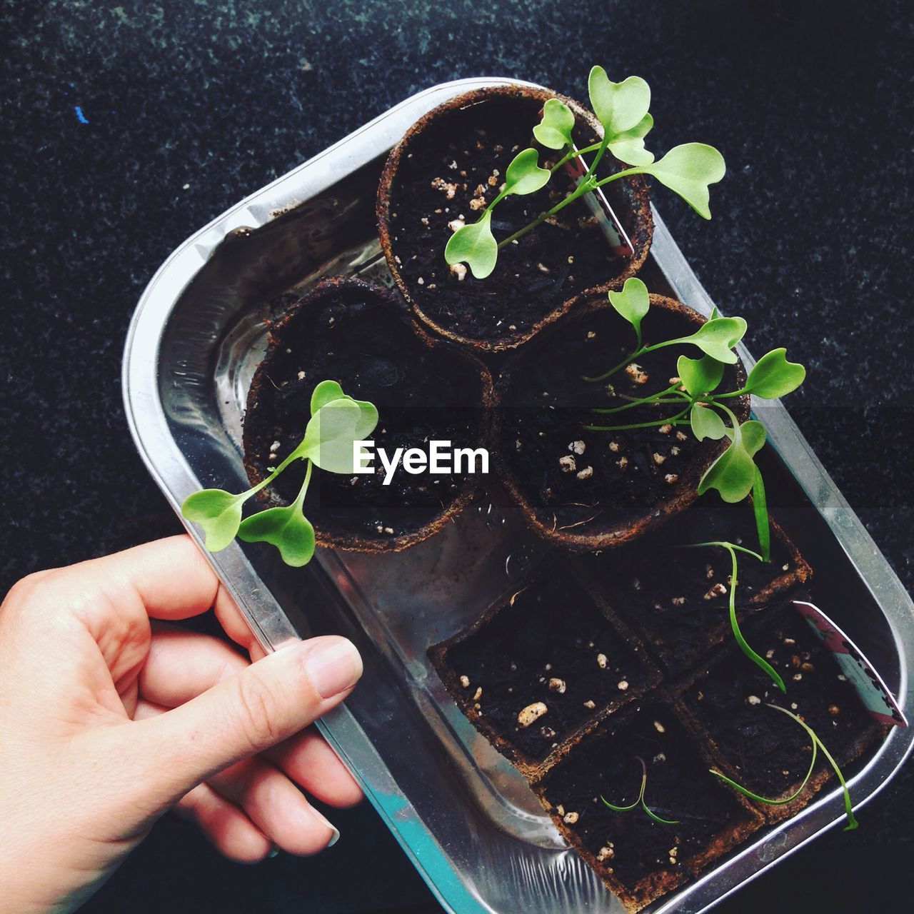 Cropped image of hand holding container with seedlings