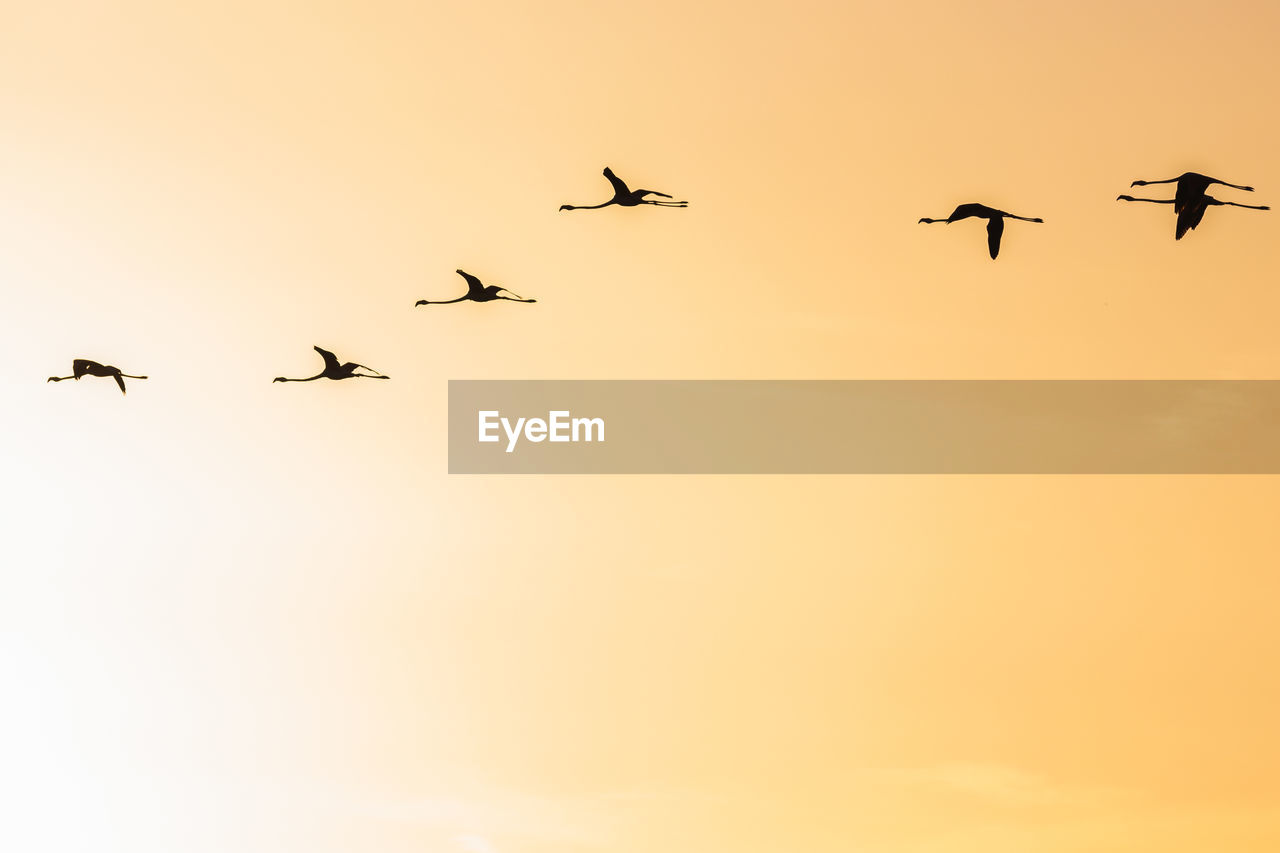 LOW ANGLE VIEW OF SILHOUETTE BIRDS FLYING