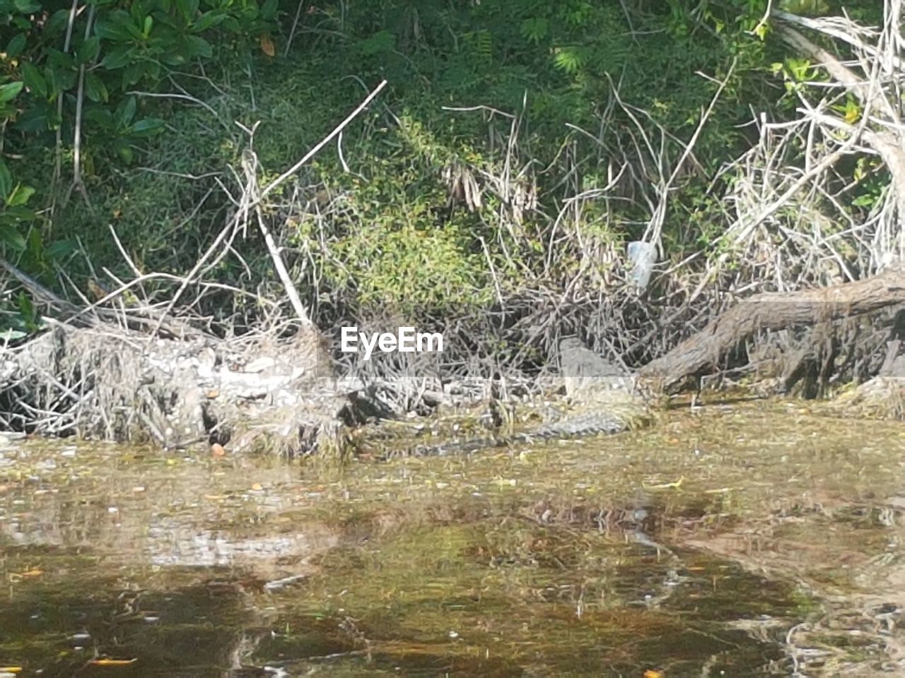 GIRAFFE IN LAKE