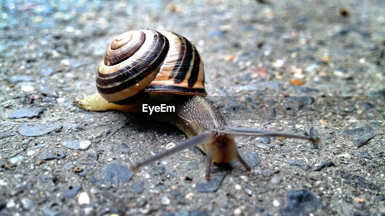 CLOSE-UP OF SNAIL ON WHITE SURFACE