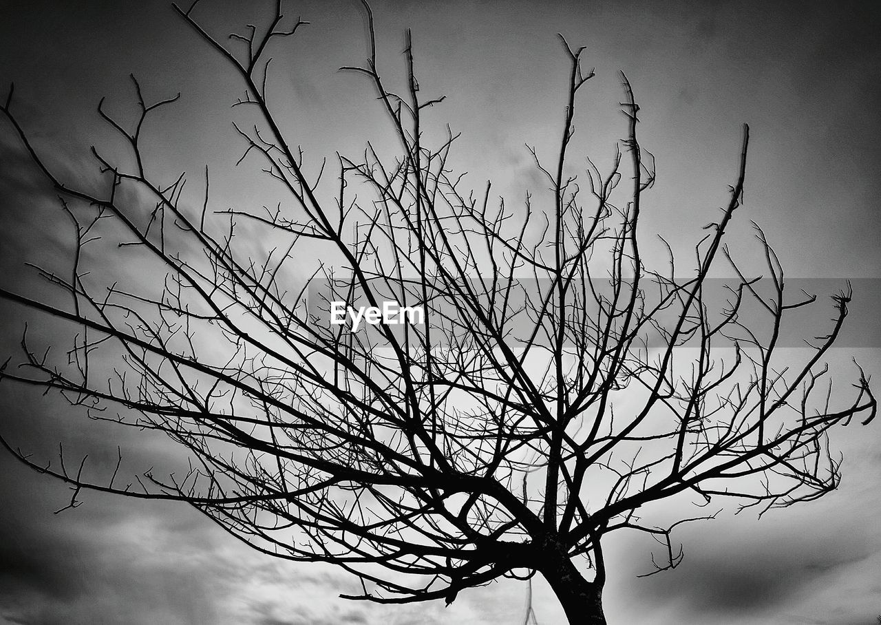 LOW ANGLE VIEW OF SILHOUETTE TREE AGAINST SKY AT SUNSET