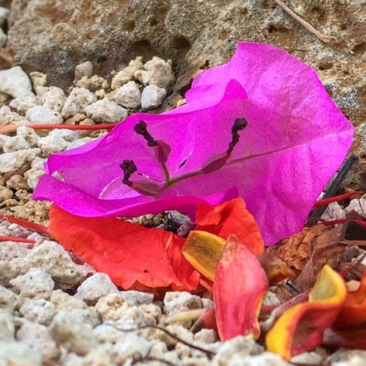 CLOSE-UP OF LEAVES ON WALL