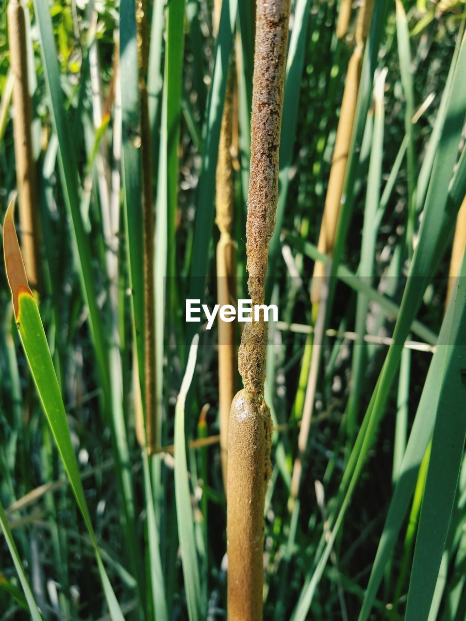 Close-up of plant growing outdoors