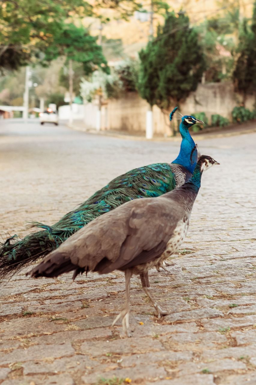 SIDE VIEW OF A BIRD