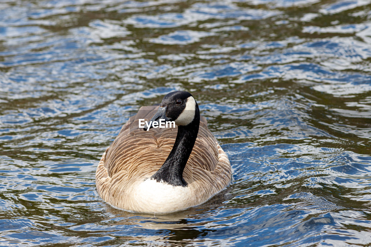 Canada goose on the surface of water 