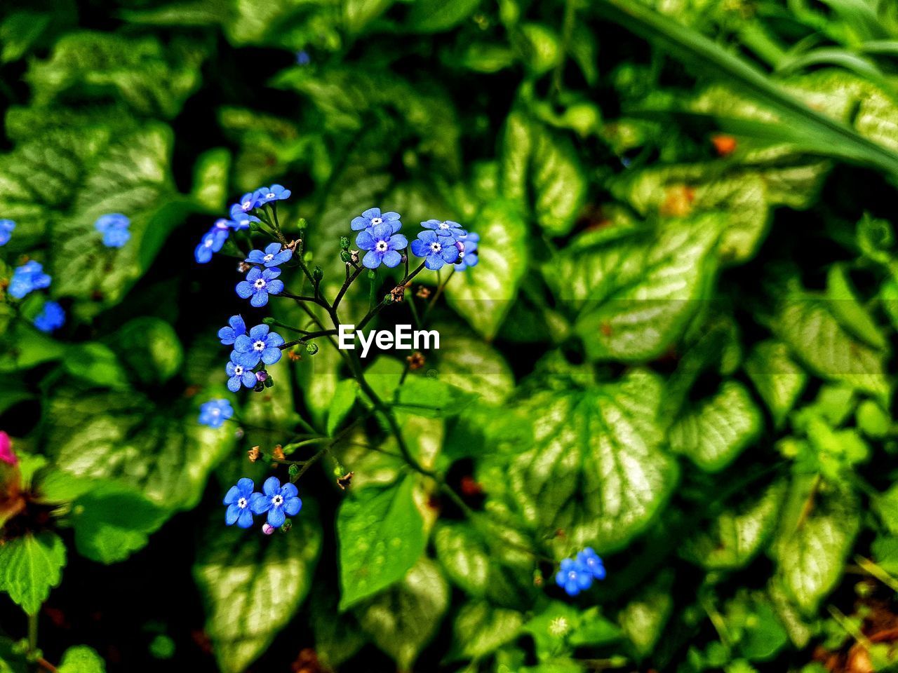 Close-up of purple flowering plant