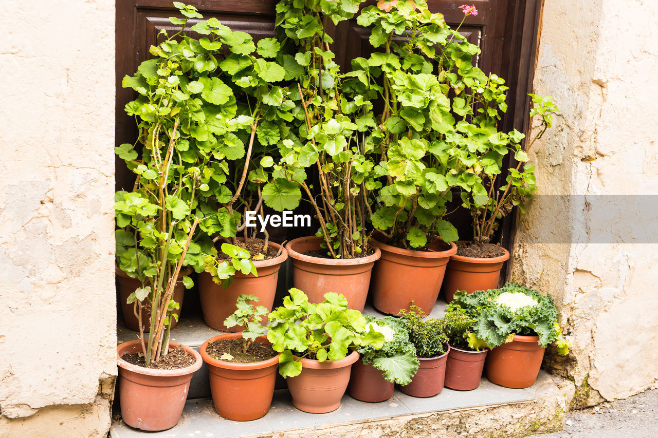 POTTED PLANTS AGAINST WALL