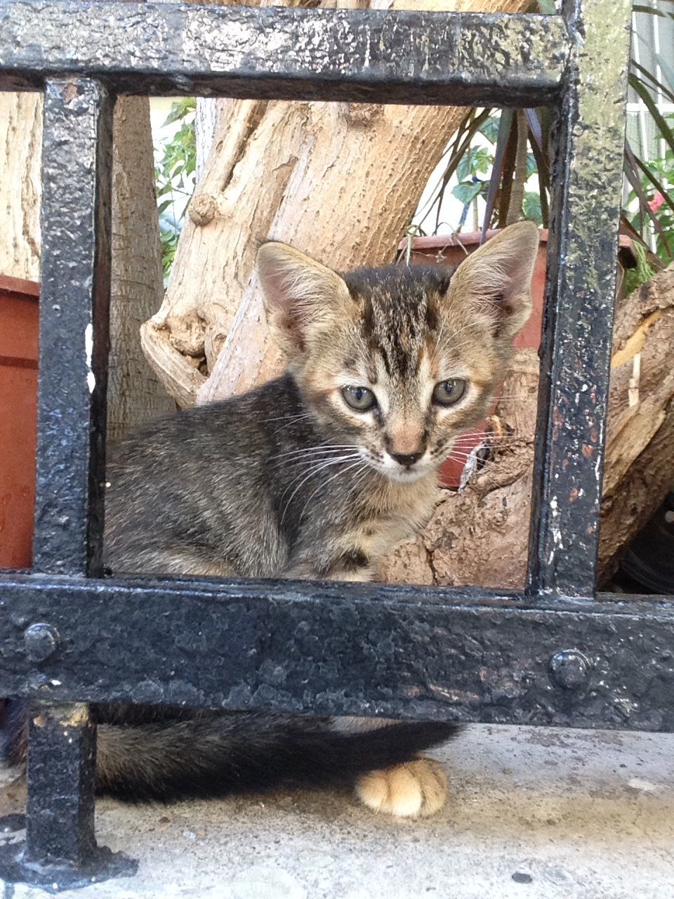 PORTRAIT OF CAT ON WALL