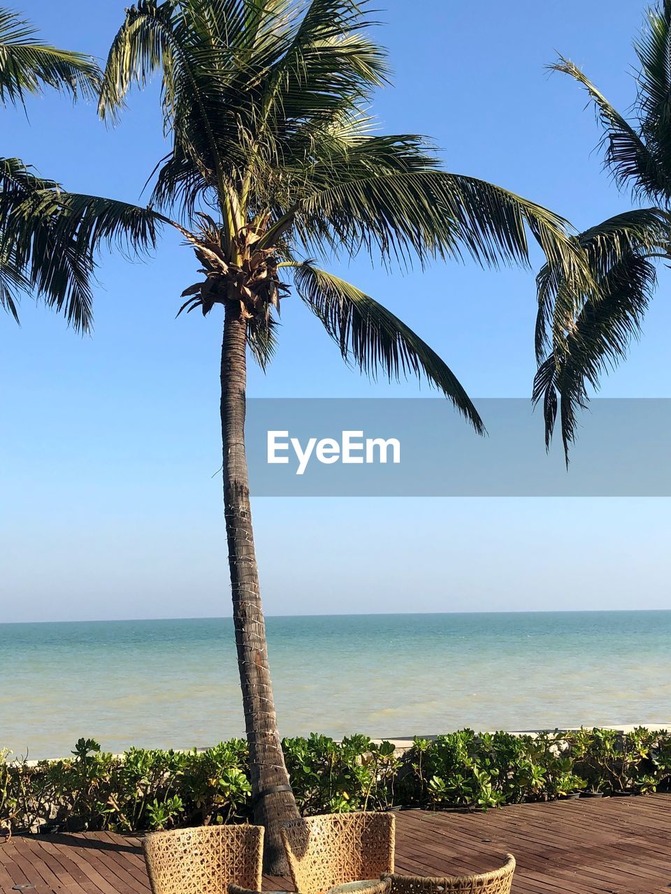 Palm tree by sea against clear sky