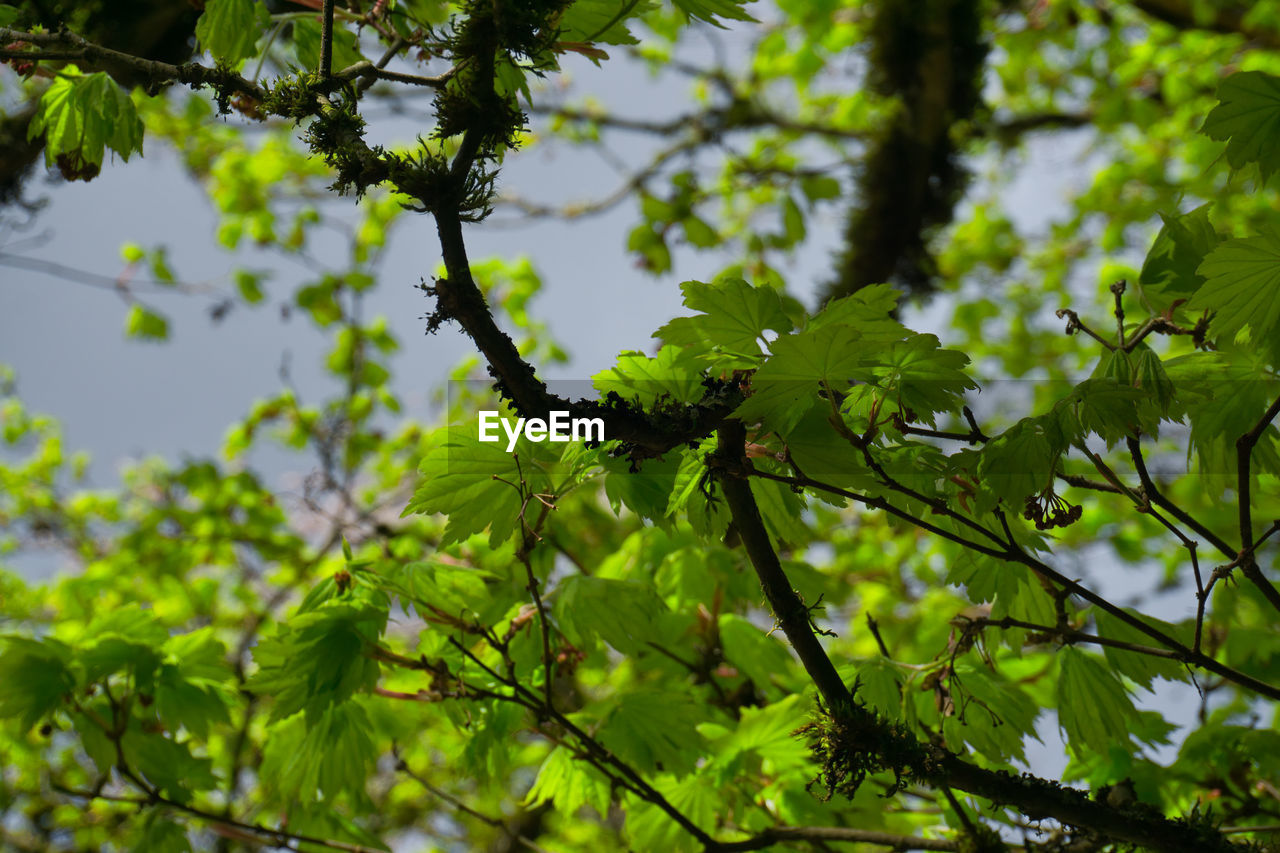 green, plant, tree, leaf, branch, sunlight, plant part, nature, growth, flower, low angle view, no people, beauty in nature, sky, forest, outdoors, day, autumn, blossom, environment, produce, land, food and drink, focus on foreground, food