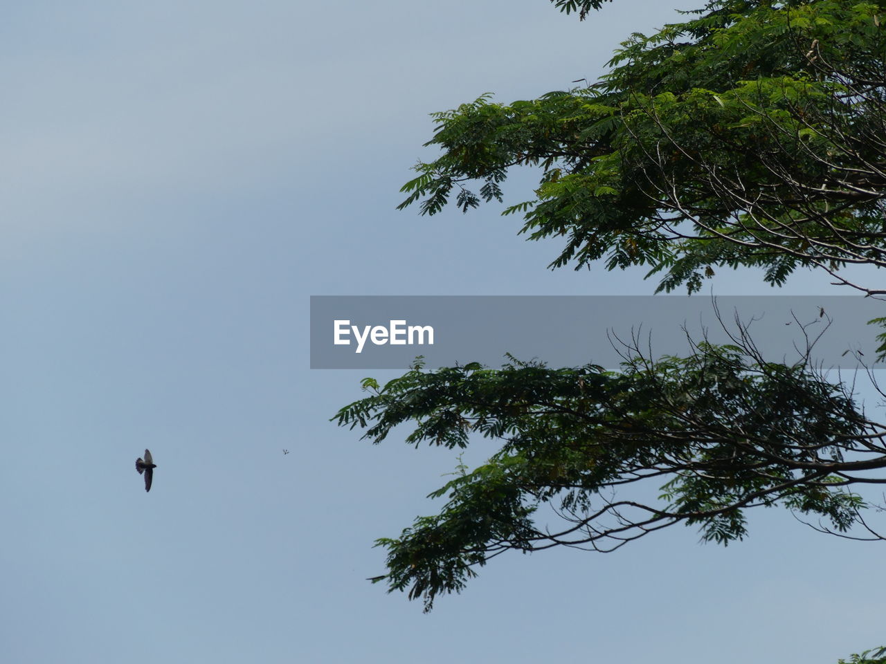 LOW ANGLE VIEW OF BIRDS FLYING AGAINST CLEAR SKY