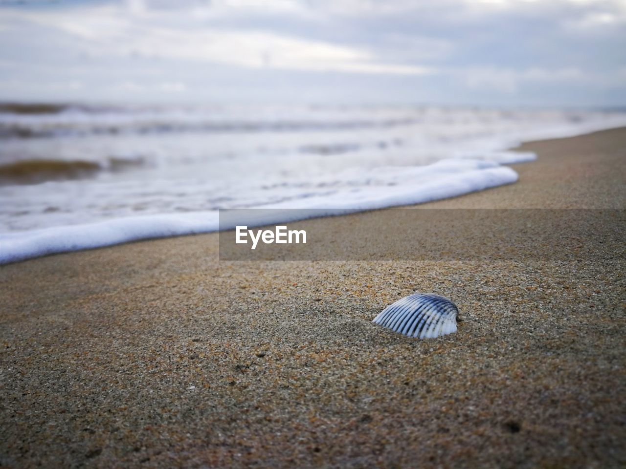 Close-up of shell on beach