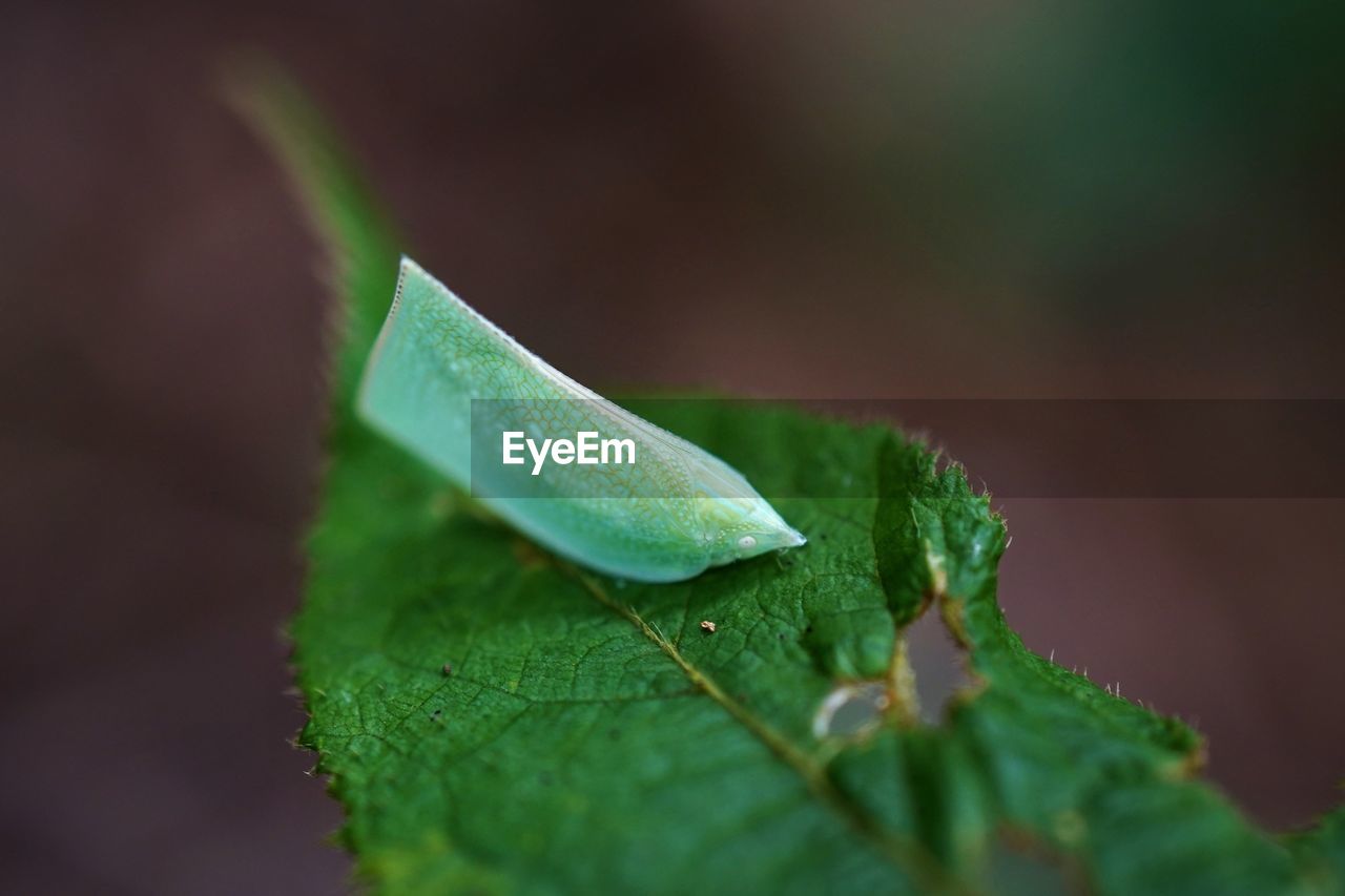 Close-up of insect on wet plant leaves