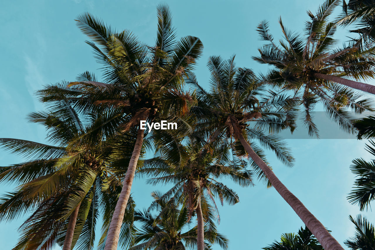 Beauty In Nature Branch Clear Sky Coconut Palm Tree Day Growth Low Angle View Nature No People Outdoors Palm Leaf Palm Tree Plant Sky Tall - High Tranquility Tree Tree Trunk Tropical Climate Tropical Tree Trunk