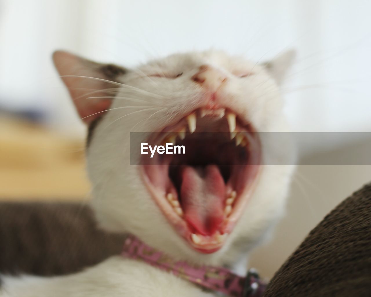 CLOSE-UP OF CAT YAWNING WITH EYES