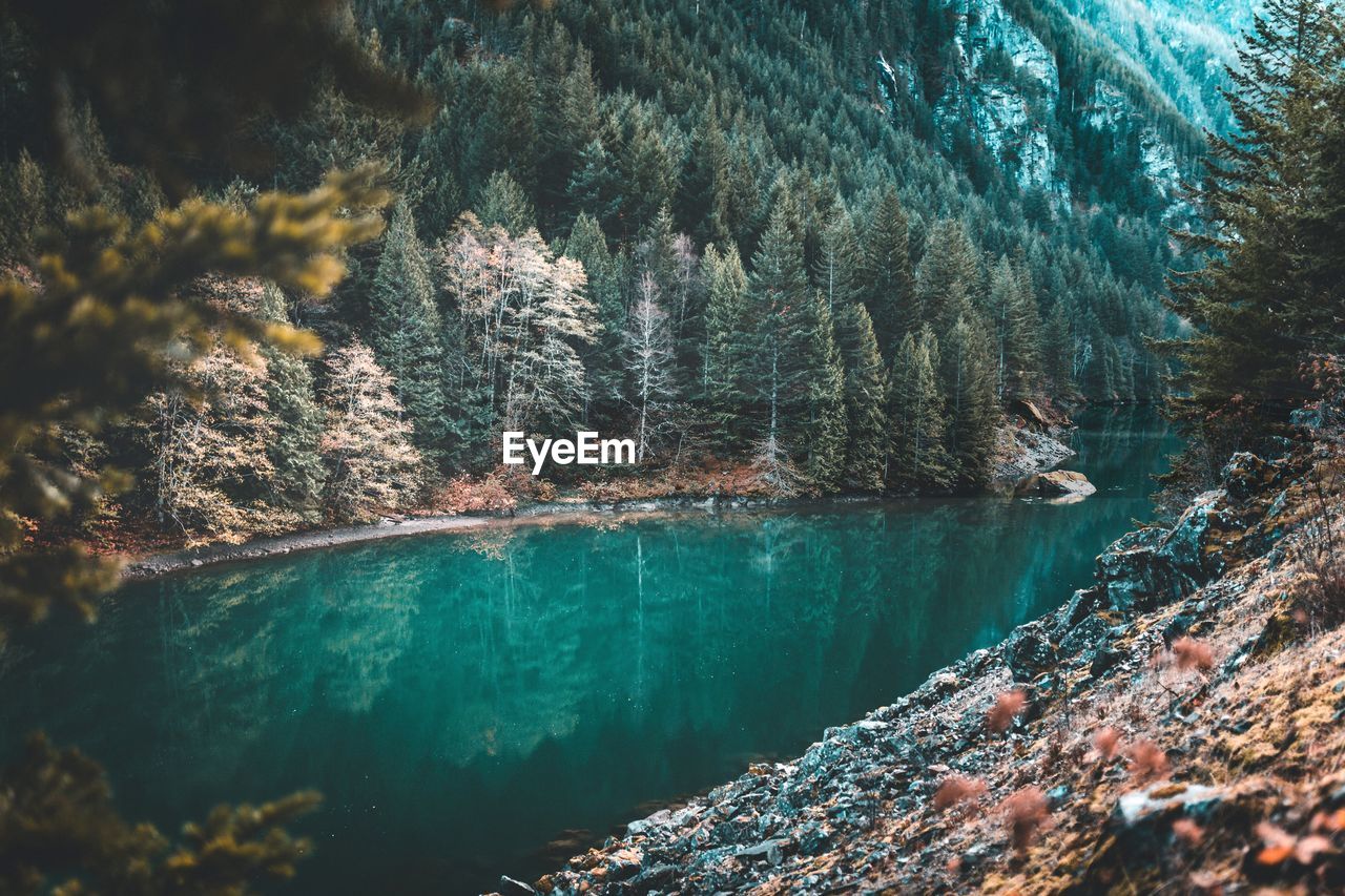 Pine trees by river in forest