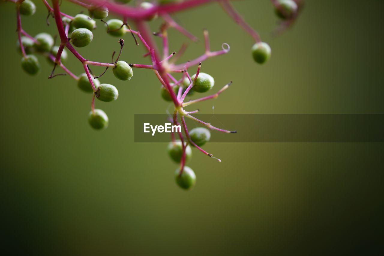 Close-up of plant growing outdoors