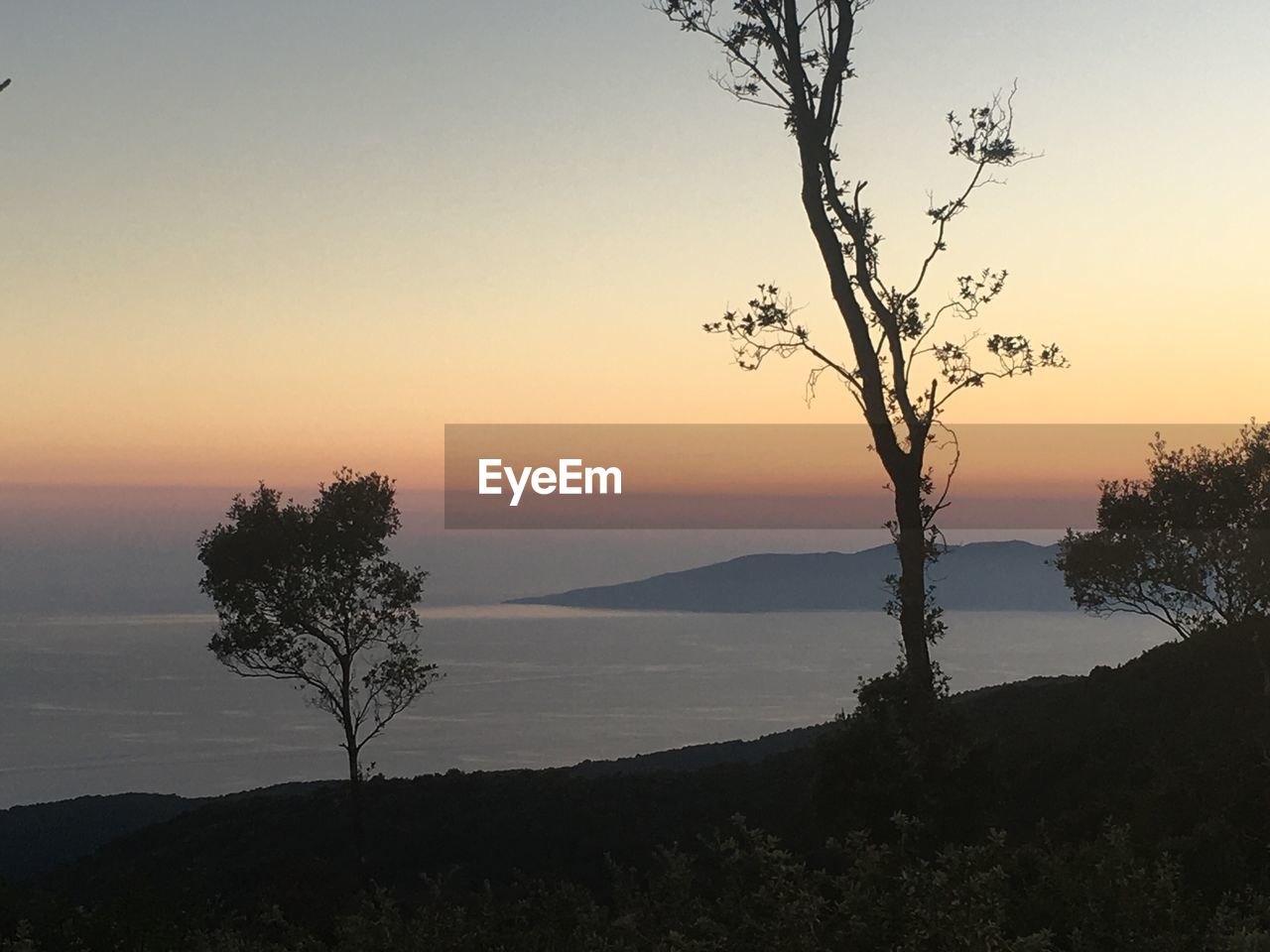 Silhouette trees growing by sea against sky during sunset