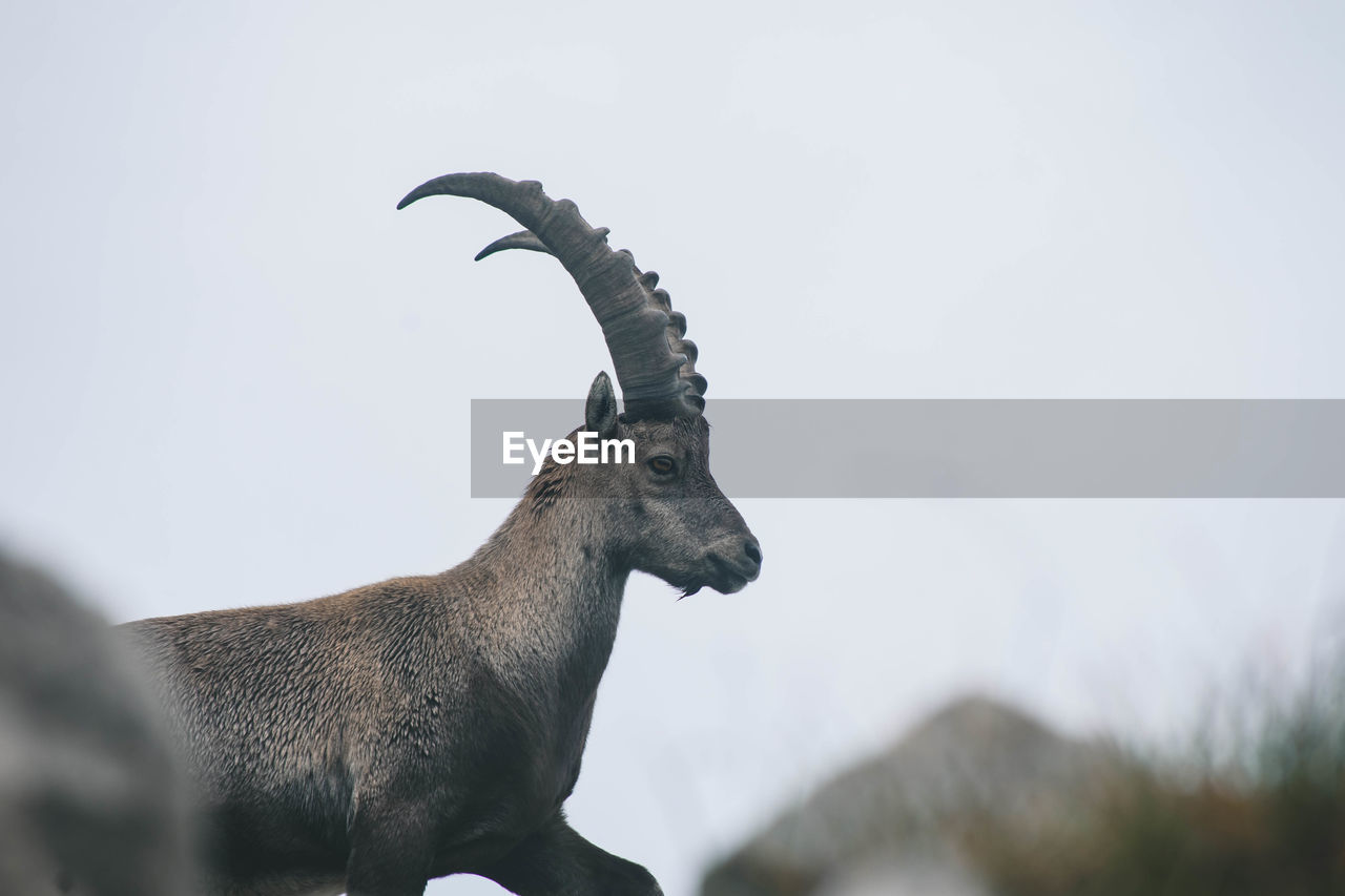 Low angle view of goat against sky