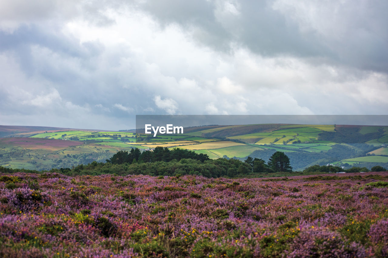 Scenic view of flowering field against sky