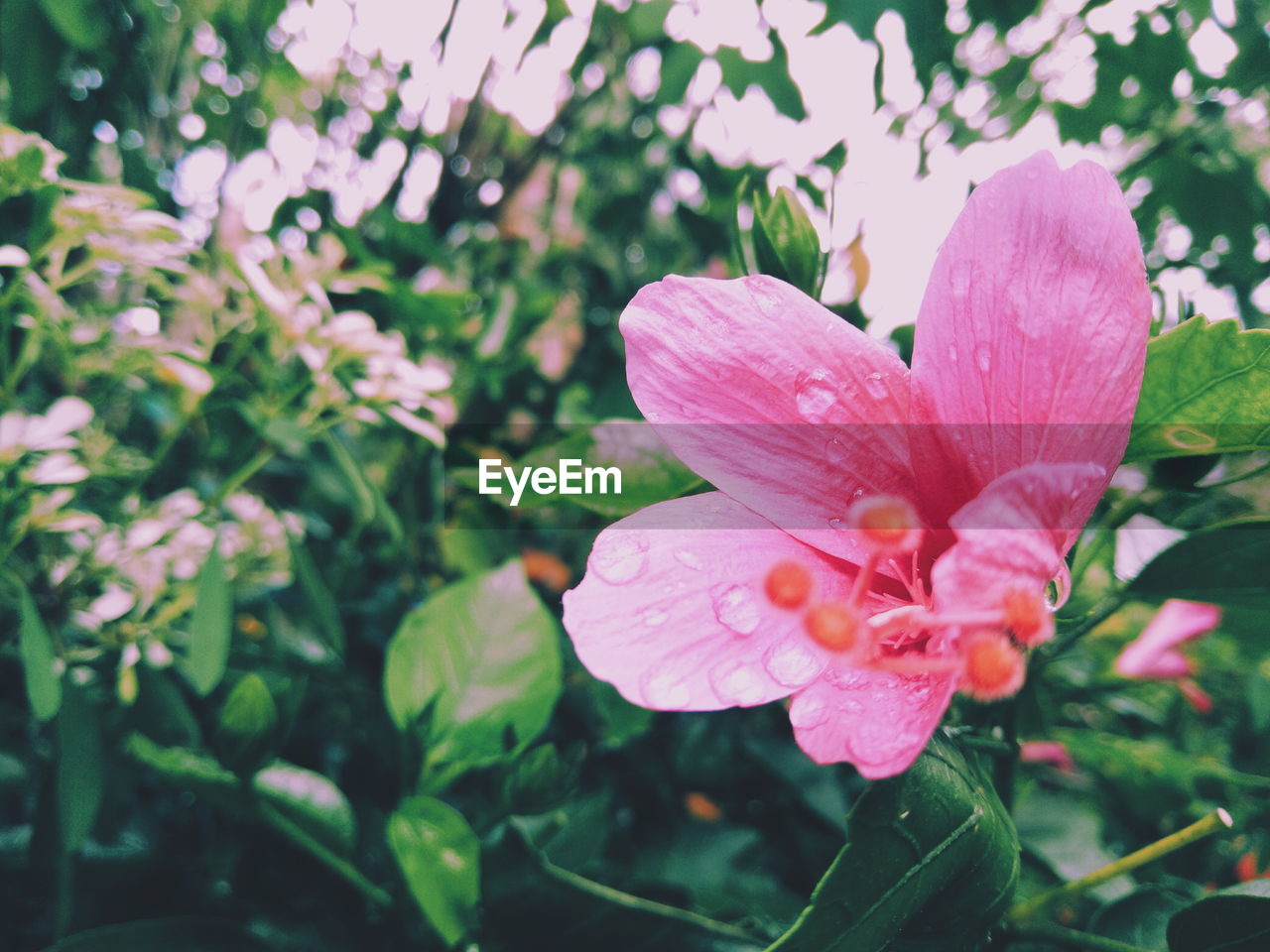 Close-up of pink flower blooming outdoors