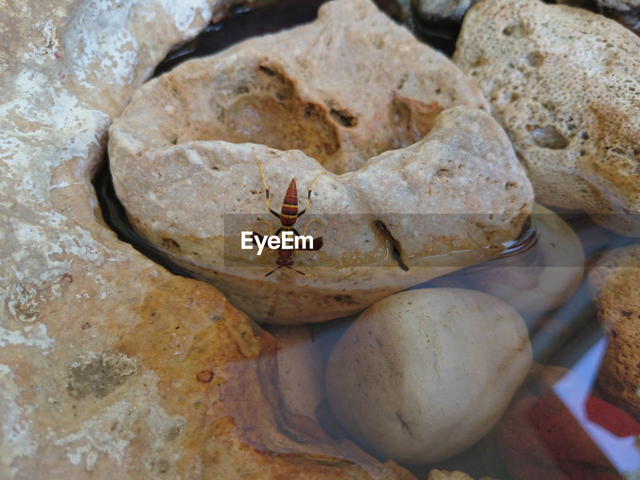 CLOSE-UP OF INSECTS