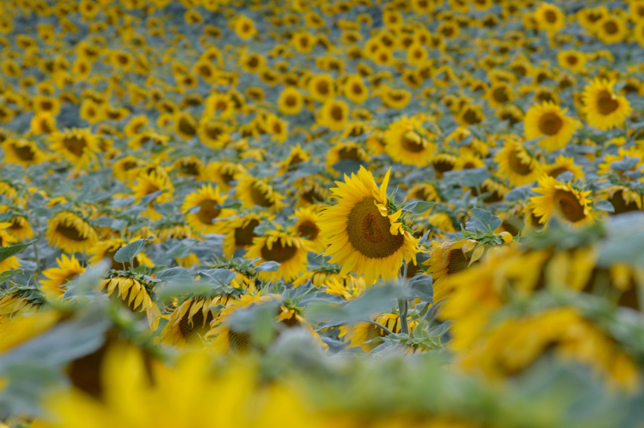 Full frame shot of fresh sunflowers blooming in field