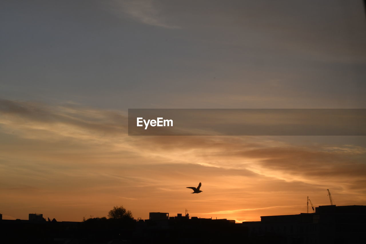 Silhouette of birds flying against sunset sky