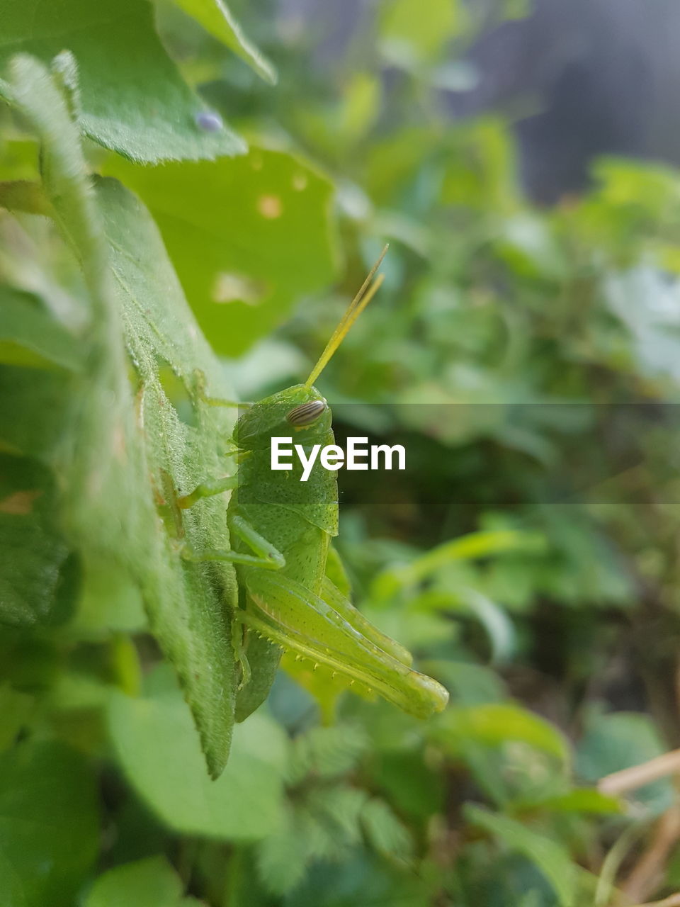 CLOSE-UP OF GRASSHOPPER ON PLANT