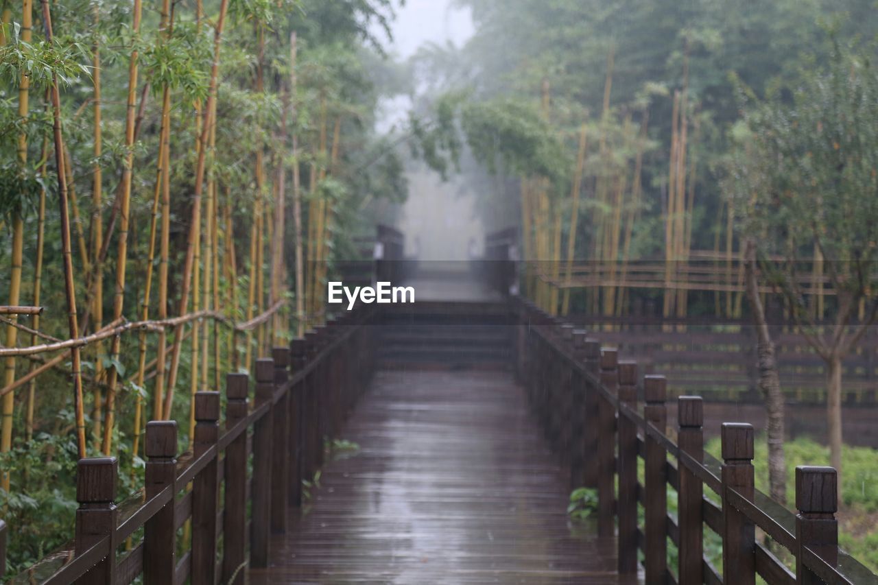 FOOTPATH AMIDST TREES