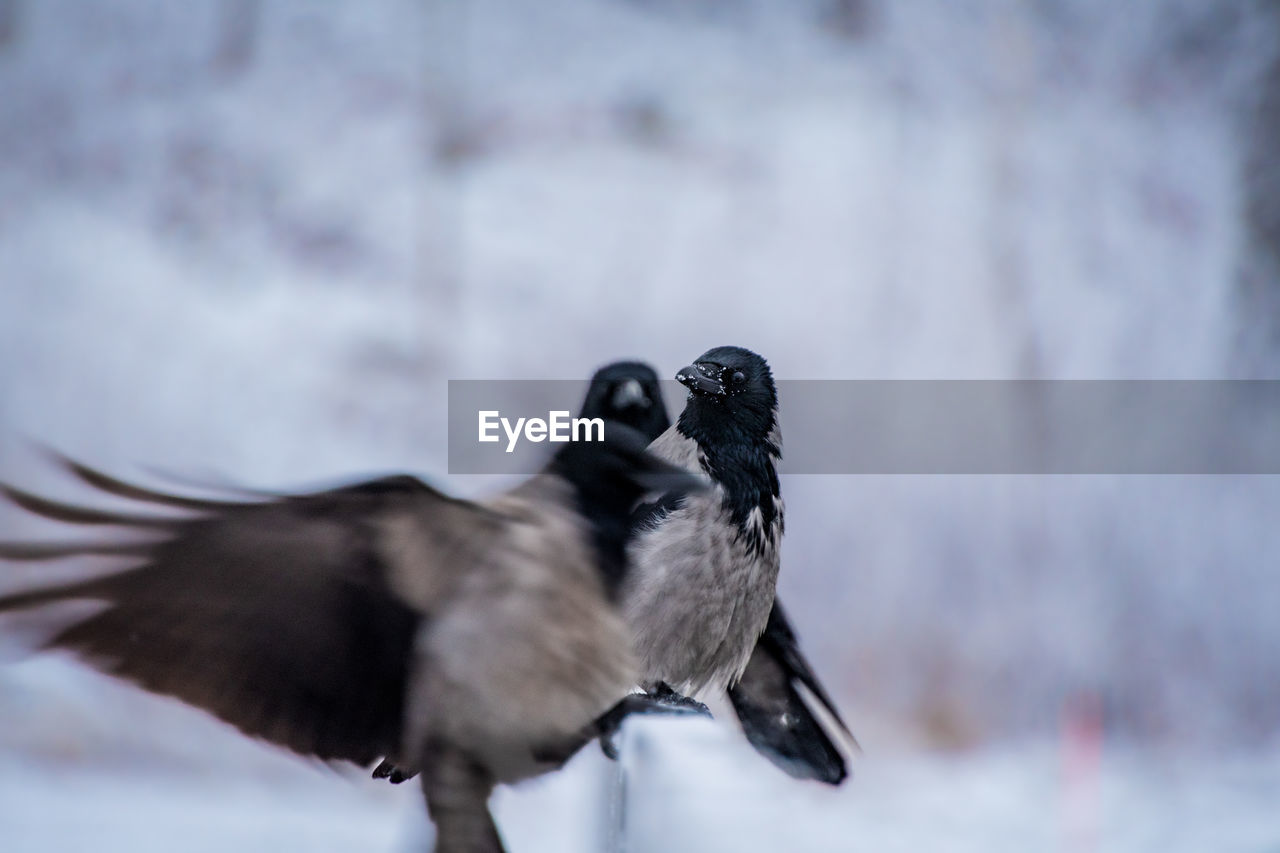 animal themes, animal, bird, animal wildlife, wildlife, one animal, beak, winter, snow, cold temperature, nature, no people, crow-like bird, animal body part, outdoors, close-up, motion, full length, day, flying