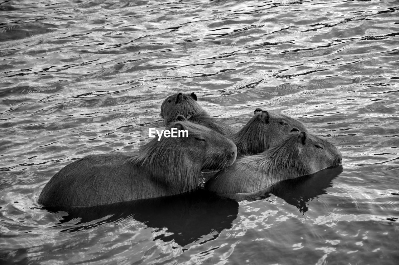 FLOCK OF WATER IN SHALLOW EDGE