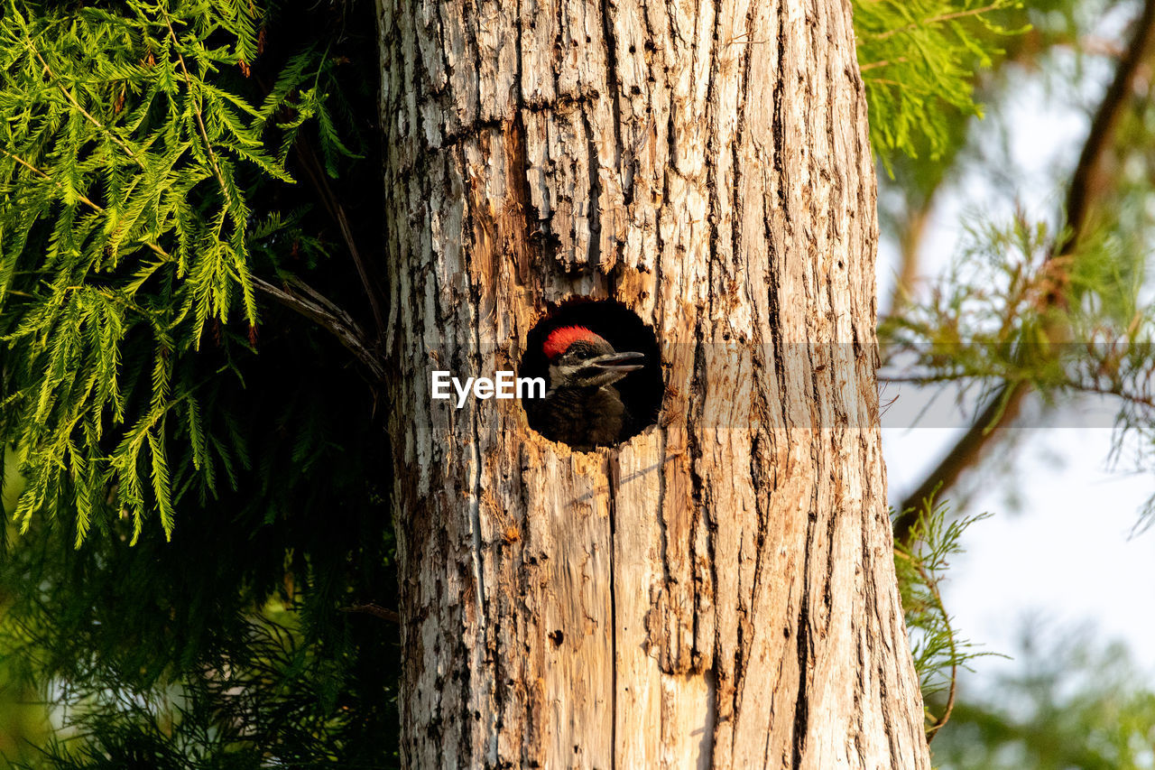 Bird perching in tree trunk