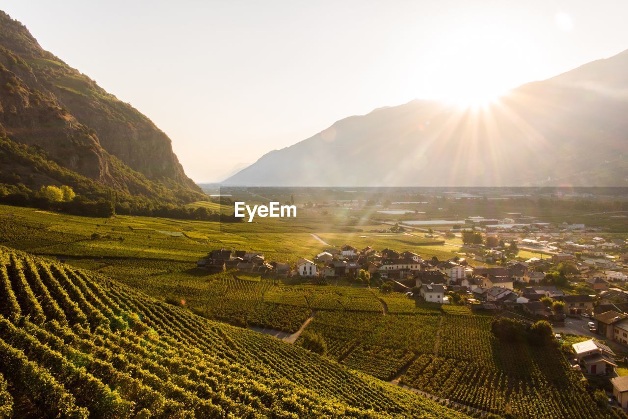 View of tea plantation with houses and mountain against sky