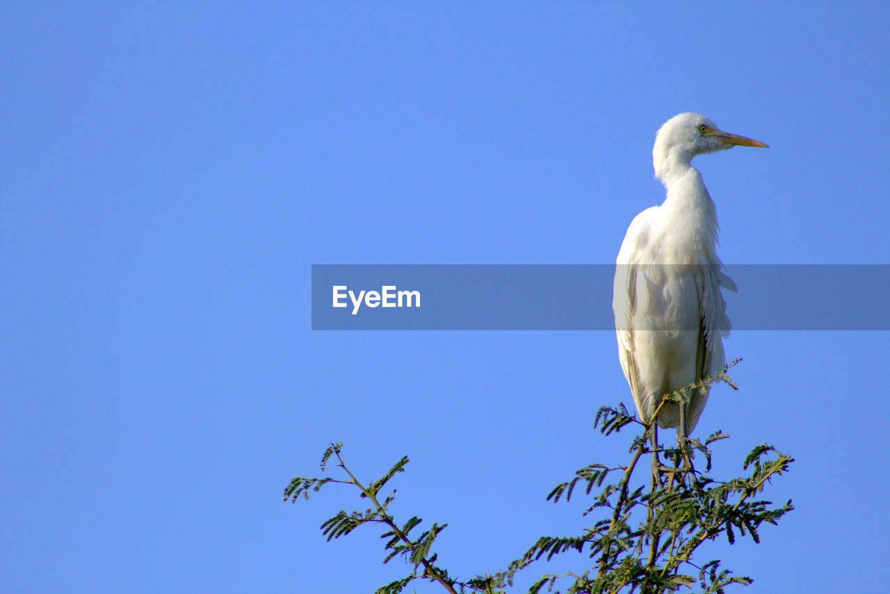 LOW ANGLE VIEW OF BIRD PERCHING AGAINST CLEAR SKY