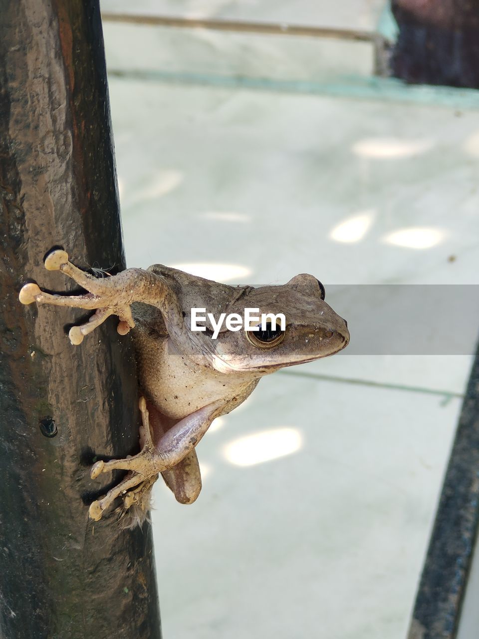 CLOSE-UP OF A FROG