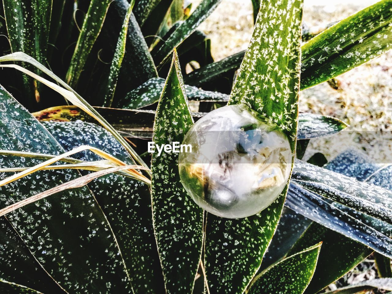 CLOSE-UP OF SPIDER WEB ON PLANTS