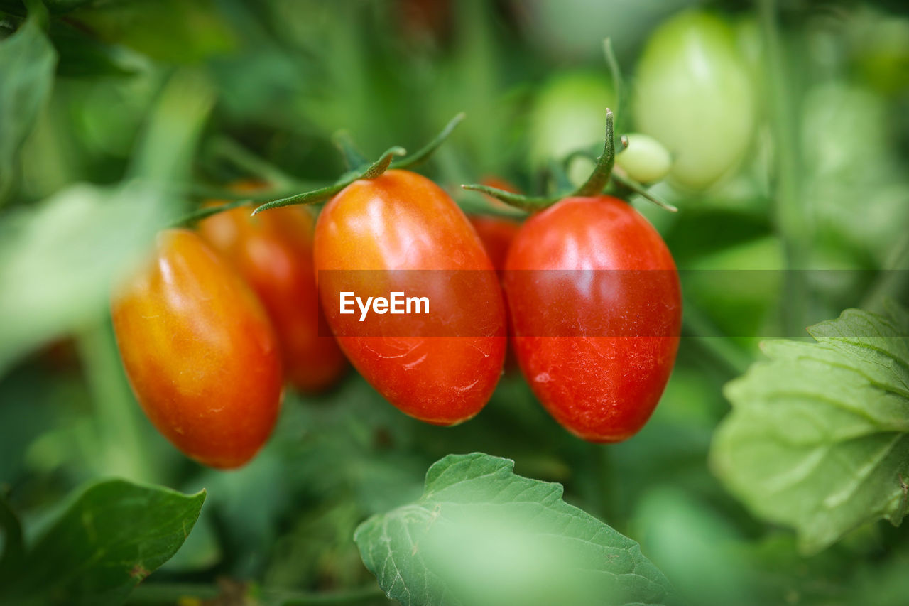 CLOSE-UP OF RED TOMATOES