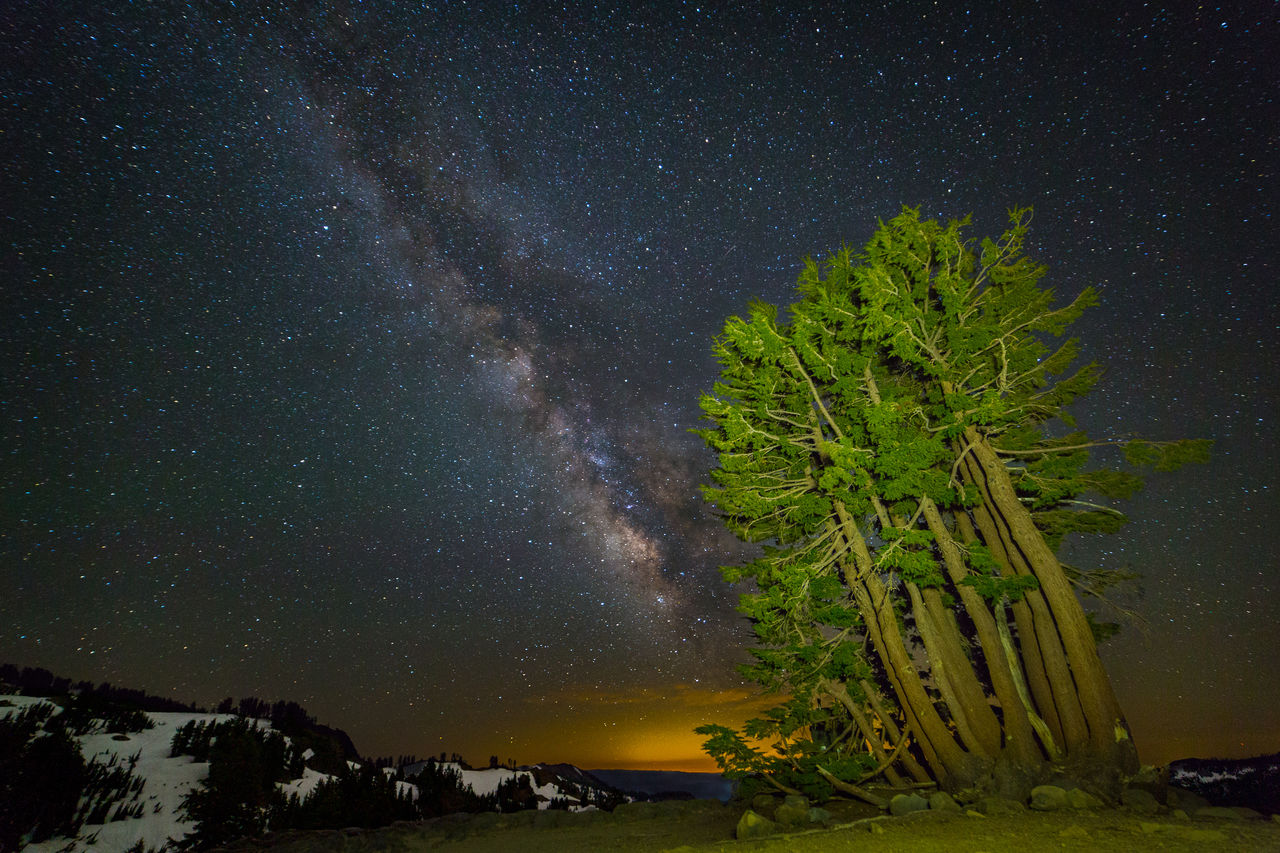 Scenic view of trees against milky way sky 