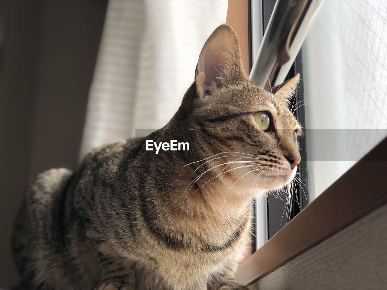 Close-up of a cat looking away