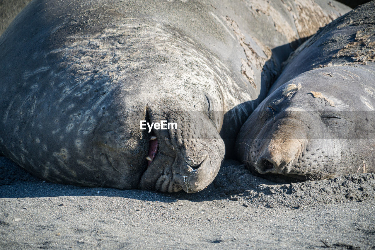 Elephant seals sleeping on beach