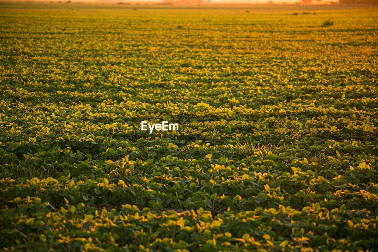 Full frame shot of yellow flower field